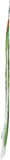 Nuco: Organic Moringa Coconut Wraps, 2.47 Oz
